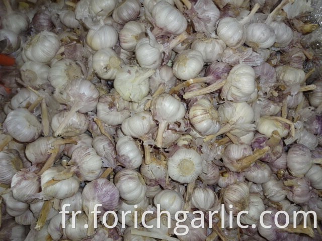 Regular White Garlic